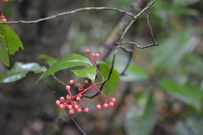 Ardisia staminosa, photographed by Neptalí Ramírez Marcial