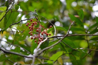 Ardisia staminosa, photographed by Neptalí Ramírez Marcial