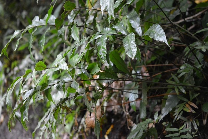 Goniopteris liebmannii, photographed by Neptalí Ramírez Marcial