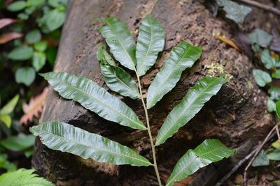 Goniopteris liebmannii, photographed by Neptalí Ramírez Marcial