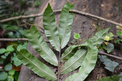 Goniopteris liebmannii, photographed by Neptalí Ramírez Marcial
