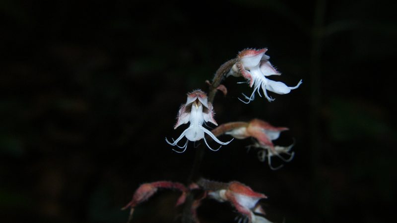 Anoectochilus elatus, photographed by Paulmathi Vinod