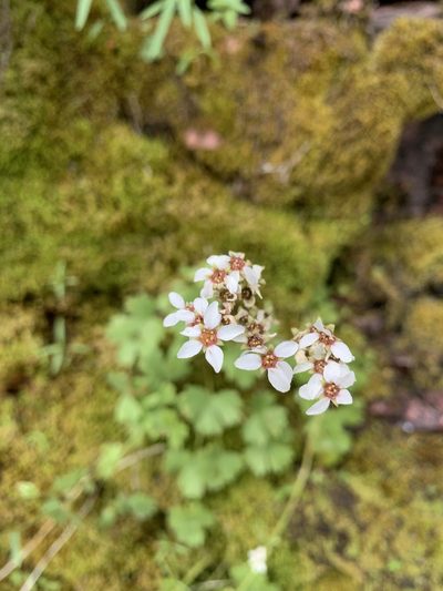 Suksdorfia ranunculifolia, photographed by Whitney Brook Matson
