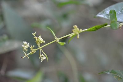 Manettia flexilis, photographed by Neptalí Ramírez Marcial