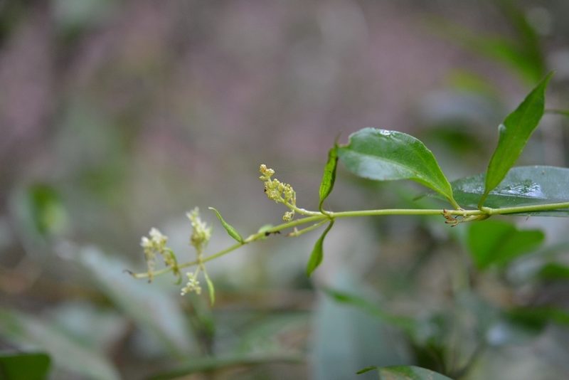 Manettia flexilis, photographed by Neptalí Ramírez Marcial