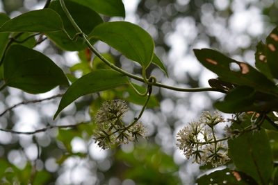 Manettia flexilis, photographed by Neptalí Ramírez Marcial