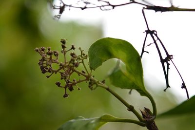 Manettia flexilis, photographed by Neptalí Ramírez Marcial