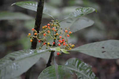 Psychotria trichotoma, photographed by Neptalí Ramírez Marcial