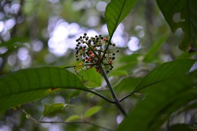 Psychotria trichotoma, photographed by Neptalí Ramírez Marcial