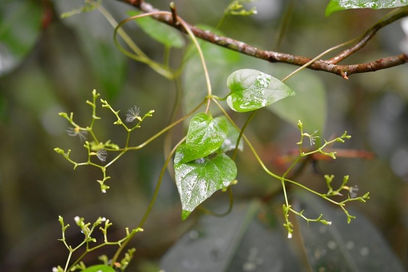 Valeriana scandens, photographed by Neptalí Ramírez Marcial