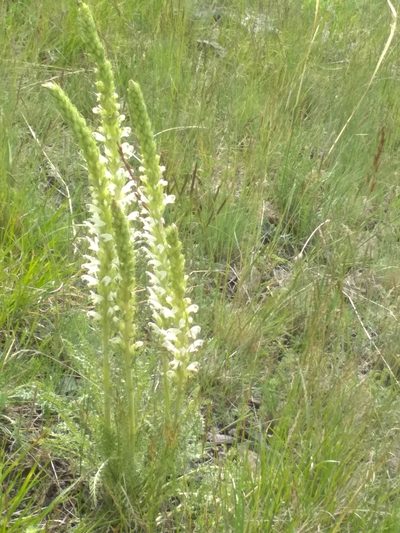 Pedicularis achilleifolia, photographed by Pavel Komkov