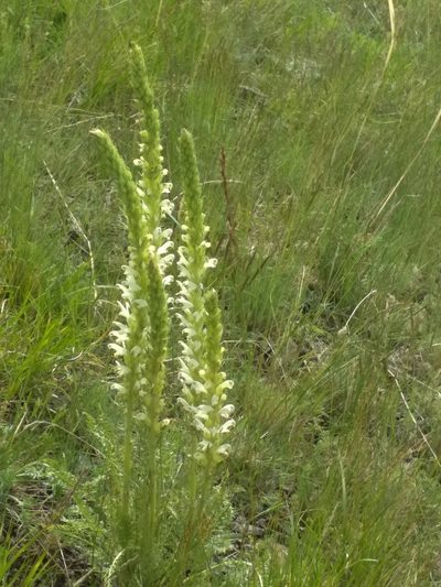 Pedicularis achilleifolia, photographed by Pavel Komkov