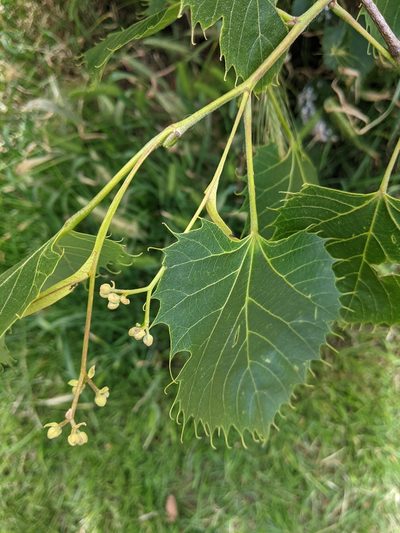 Tilia henryana, photographed by Piermario Maculan