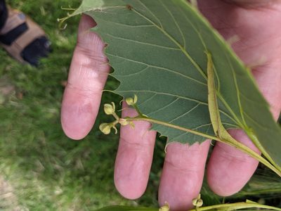 Tilia henryana, photographed by Piermario Maculan