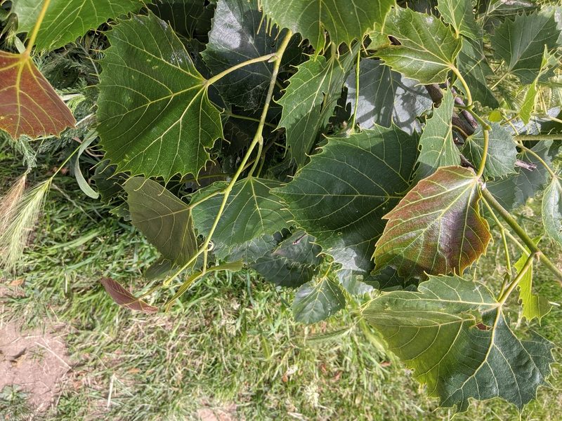 Tilia henryana, photographed by Piermario Maculan