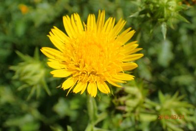 Berkheya erysithales, photographed by Peter Warren