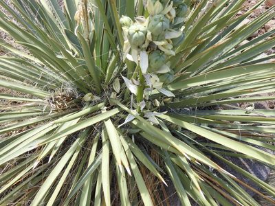 Yucca harrimaniae, photographed by saltyhiker