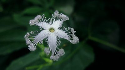 Trichosanthes cucumerina, photographed by Paulmathi Vinod