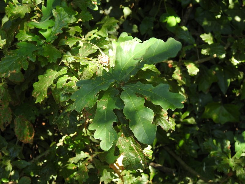 Quercus orocantabrica, photographed by Duarte Frade