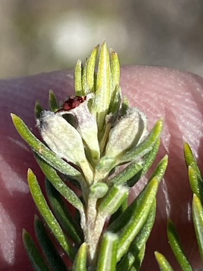 Phylica willdenowiana, photographed by Dave U