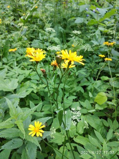 Crepis lyrata, photographed by Olga Zakharova