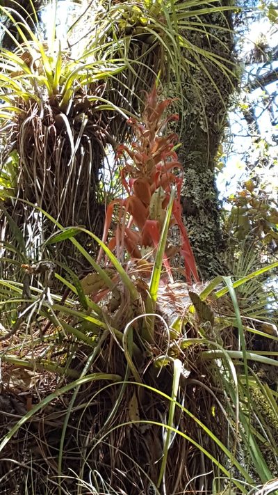 Tillandsia bourgaei, photographed by Eugenio Padilla