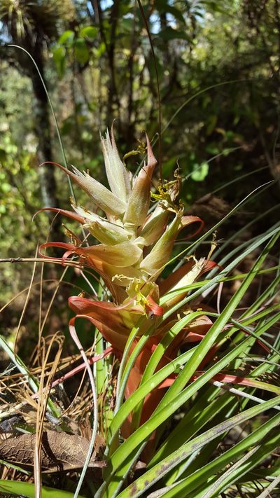 Tillandsia bourgaei, photographed by Eugenio Padilla