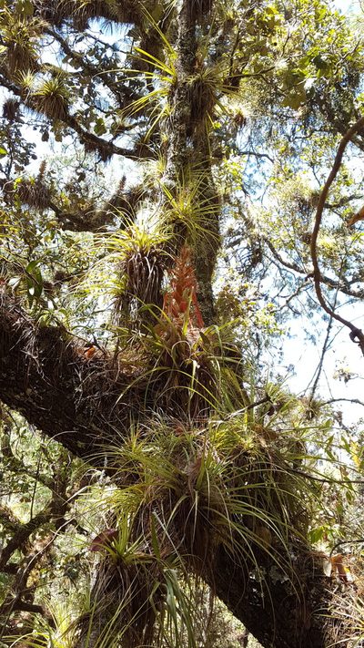 Tillandsia bourgaei, photographed by Eugenio Padilla