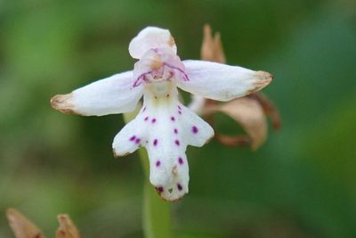 Galearis rotundifolia, photographed by Rob Foster