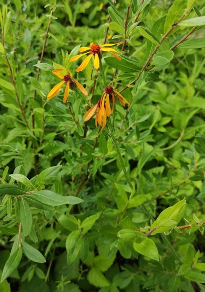 Tephroseris porphyrantha, photographed by Юлия