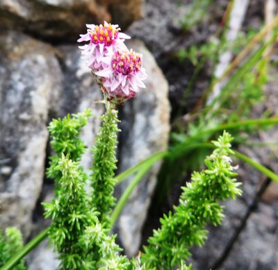Lachnospermum umbellatum, photographed by linkie
