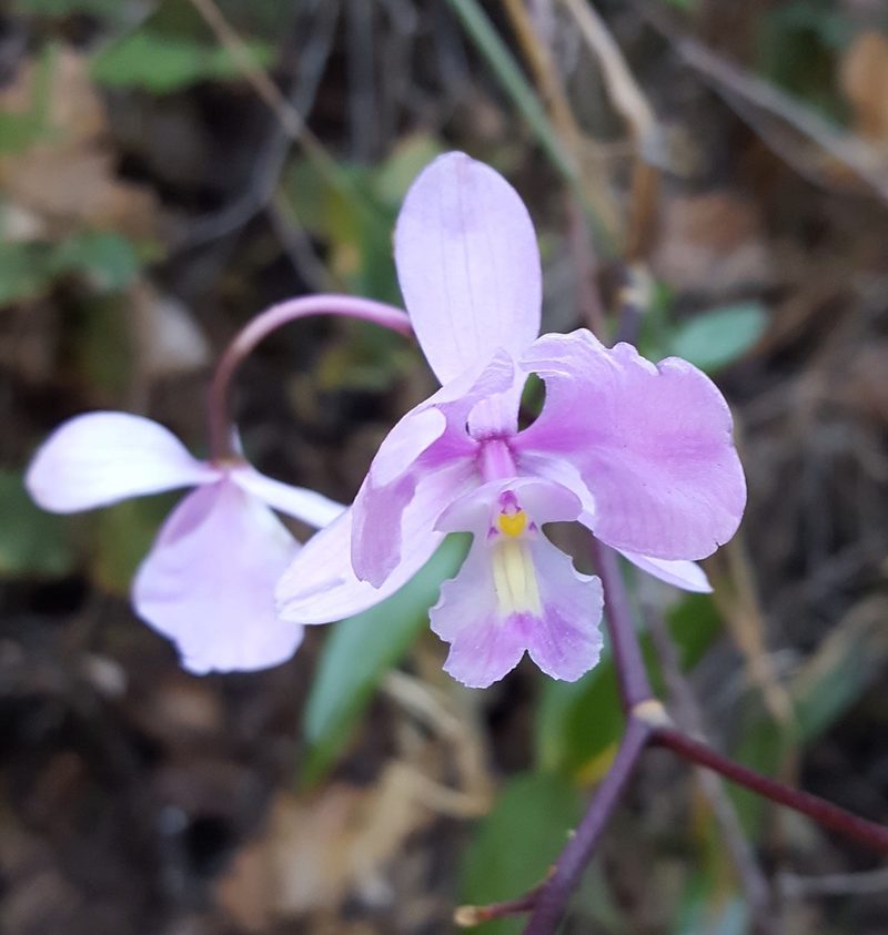 Artorima erubescens, photographed by Eugenio Padilla