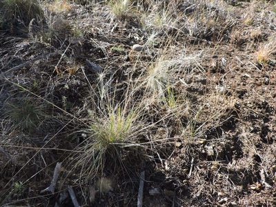 Elymus longifolius, photographed by Sam Kieschnick