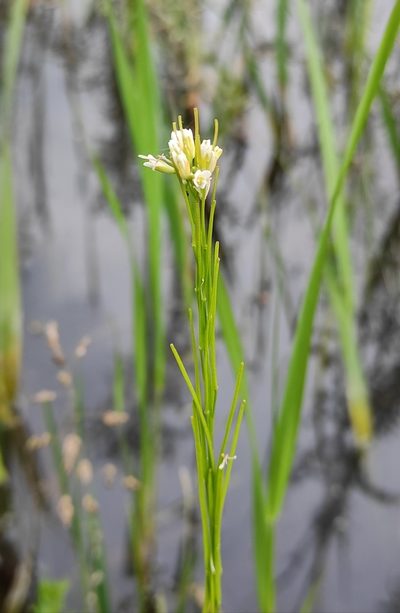 Arabis sagittata, photographed by Юлия