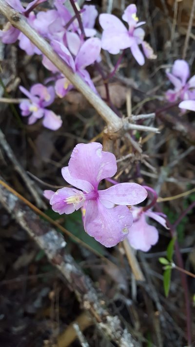 Artorima erubescens, photographed by Eugenio Padilla