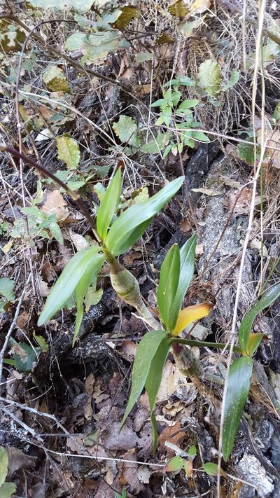 Artorima erubescens, photographed by Eugenio Padilla