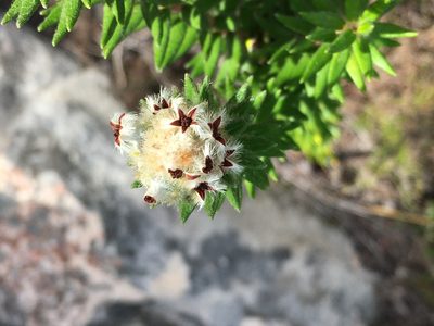 Phylica strigosa, photographed by Caroline Voget