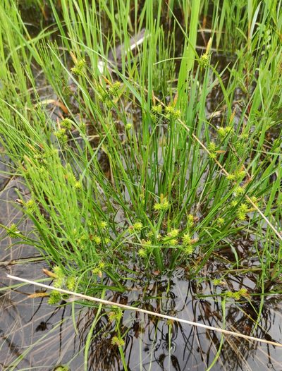 Carex oederi, photographed by Юлия