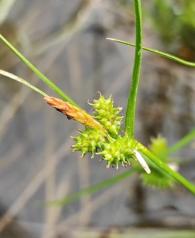 Carex oederi, photographed by Юлия