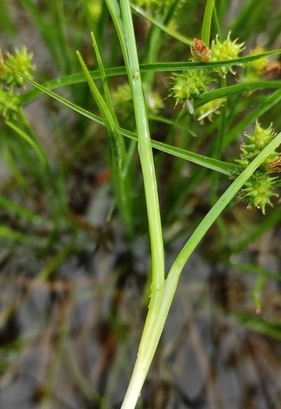 Carex oederi, photographed by Юлия