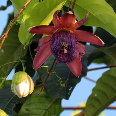 Passiflora ambigua, photographed by Katja Schulz