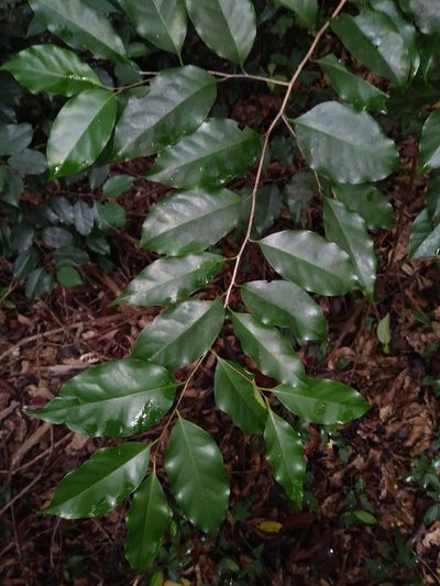 Prunus myrtifolia, photographed by Daniel Estabrooks