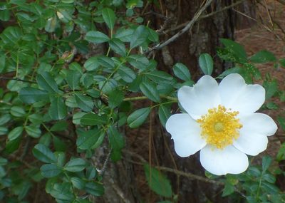 Rosa bracteata, photographed by kcthetc1