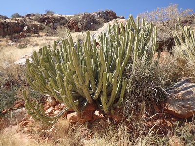 Euphorbia avasmontana, photographed by Mahomed Desai