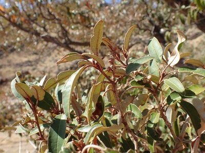 Croton gratissimus, photographed by Mahomed Desai