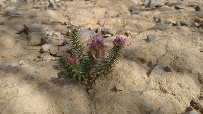 Coris monspeliensis, photographed by Jordi Sanz Agell