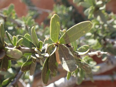 Boscia albitrunca, photographed by Mahomed Desai