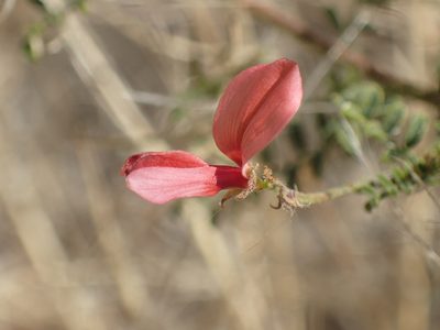 Indigofera heterotricha, photographed by Mahomed Desai