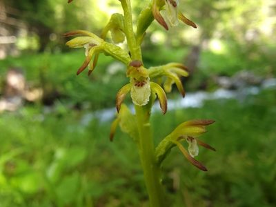 Corallorhiza trifida, photographed by Elias