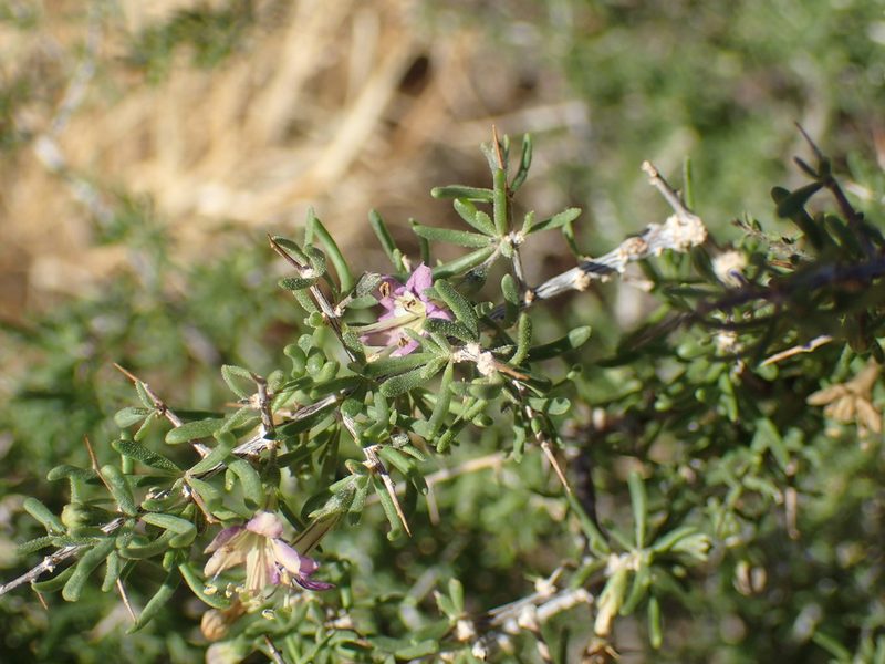 Lycium cinereum, photographed by Mahomed Desai